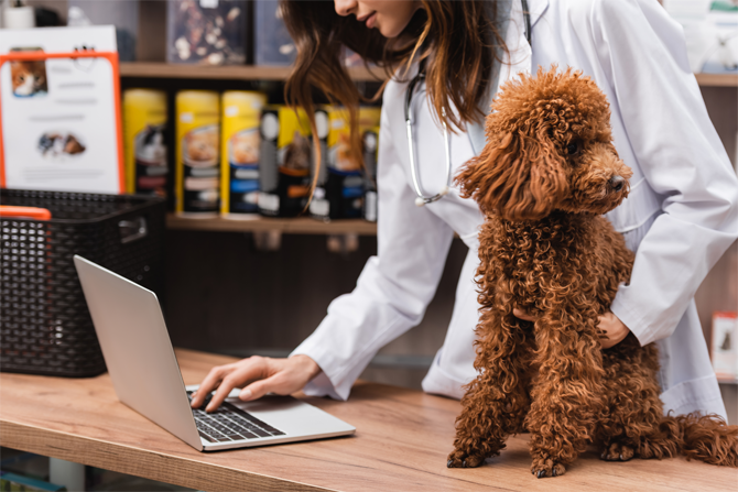 How to choose the best online payment solution for veterinarian software | CardConnect